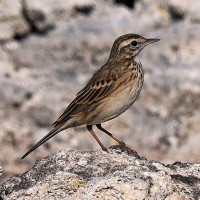 New Zealand Pipit